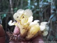 Christisonia legocia Beck